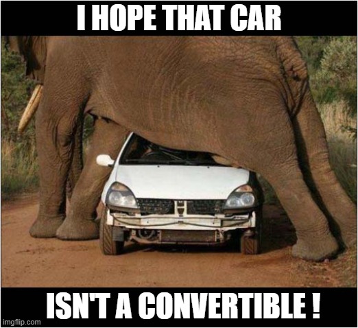 An Elephant Suprise ! | I HOPE THAT CAR; ISN'T A CONVERTIBLE ! | image tagged in elephant,car,suprise | made w/ Imgflip meme maker