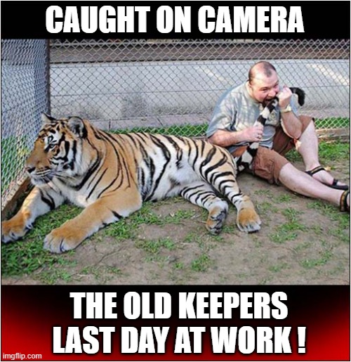 There's A New Vacancy At The Zoo ! | CAUGHT ON CAMERA; THE OLD KEEPERS LAST DAY AT WORK ! | image tagged in zoo,tiger,keeper,vacancy,dark humour | made w/ Imgflip meme maker
