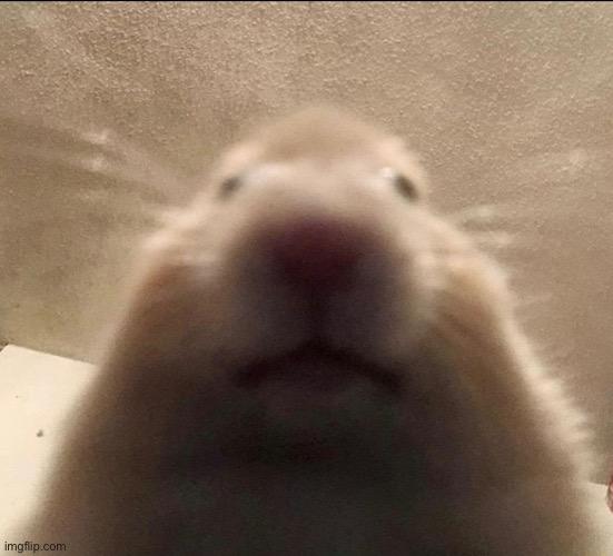 I Know What You Did Last Summer | image tagged in i know what you did last summer | made w/ Imgflip meme maker