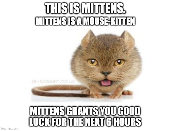 Good luck | THIS IS MITTENS. MITTENS IS A MOUSE-KITTEN; MITTENS GRANTS YOU GOOD LUCK FOR THE NEXT 6 HOURS | made w/ Imgflip meme maker