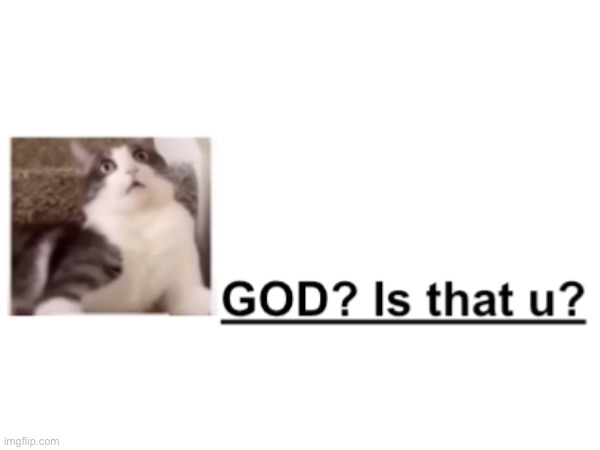 image tagged in cats,religion | made w/ Imgflip meme maker