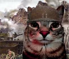High Quality soldier cat Blank Meme Template
