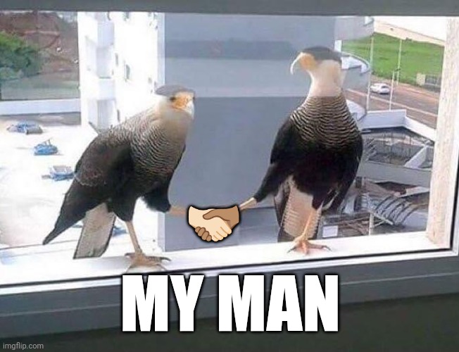 🫱🏻‍🫲🏽; MY MAN | image tagged in birds | made w/ Imgflip meme maker