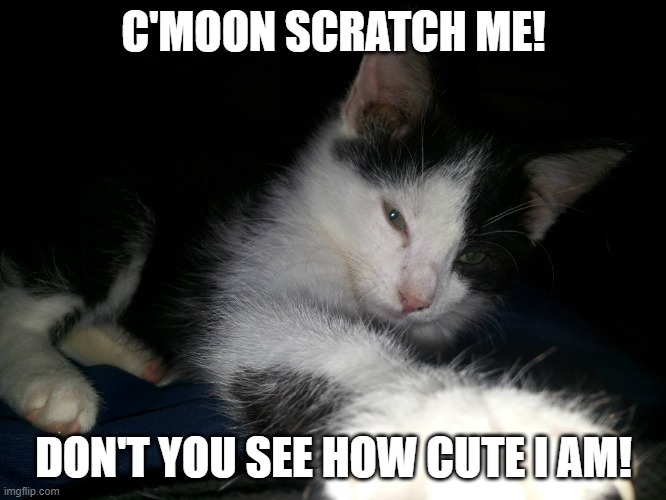 Erkki (My cat), when he was just few months old. 10 year old picture | C'MOON SCRATCH ME! DON'T YOU SEE HOW CUTE I AM! | image tagged in kittens,cute cat,cat | made w/ Imgflip meme maker