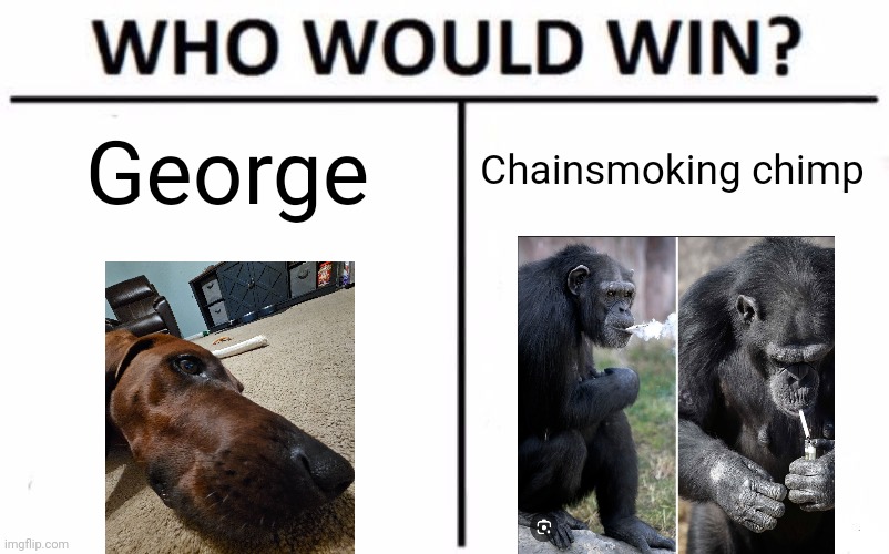 Who Would Win? | George; Chainsmoking chimp | image tagged in memes,who would win | made w/ Imgflip meme maker