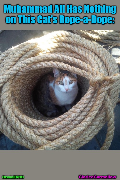 [@ClariceCarmellow / EVCG] | Muhammad Ali Has Nothing on This Cat's Rope-a-Dope:; OzwinEVCG; ClariceCarmellow | image tagged in cats,fun,picture time,rope,dramatic,muhammad ali | made w/ Imgflip meme maker