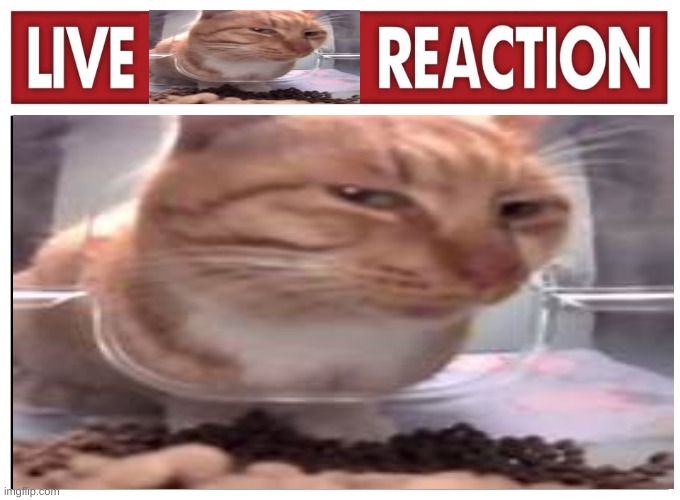 live mr fresh reaction | image tagged in cat,live reaction,funny cat,funny cats,funny cat memes | made w/ Imgflip meme maker
