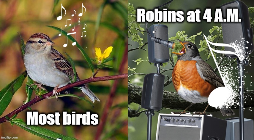 Rockin' Robins | Robins at 4 A.M. Most birds | image tagged in robin,birds,bird,sleeping,sleep,dawn | made w/ Imgflip meme maker