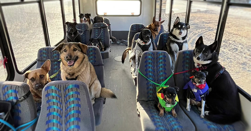 Dogs on school bus Blank Meme Template