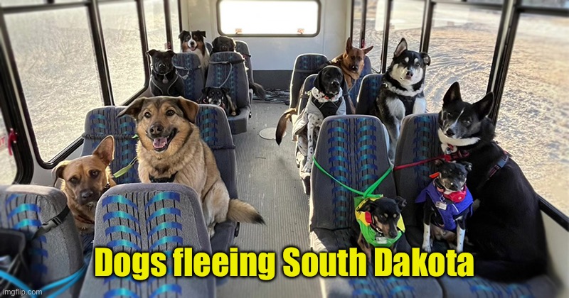 Dogs on school bus | Dogs fleeing South Dakota | image tagged in dogs on school bus | made w/ Imgflip meme maker
