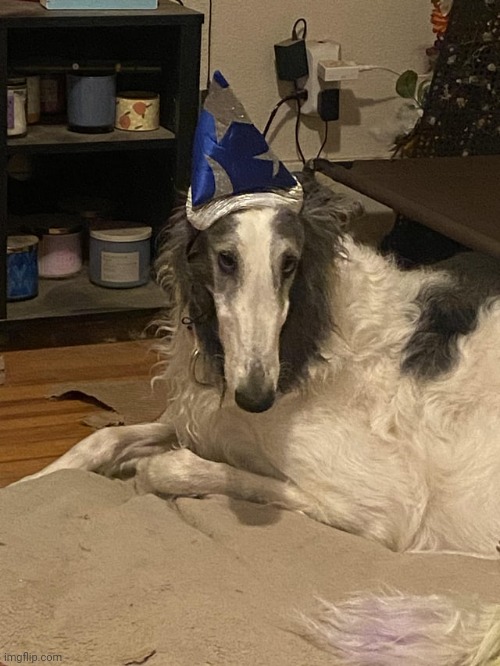 image tagged in borzoi wizard | made w/ Imgflip meme maker