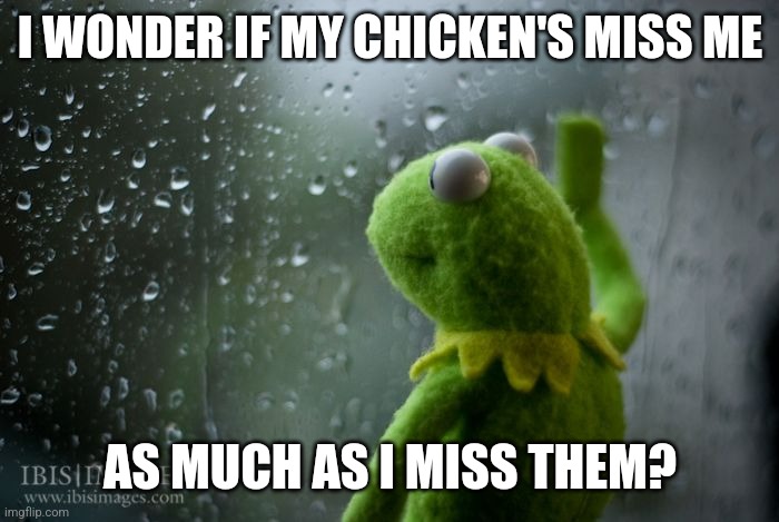 Sad chicken | I WONDER IF MY CHICKEN'S MISS ME; AS MUCH AS I MISS THEM? | image tagged in kermit window | made w/ Imgflip meme maker