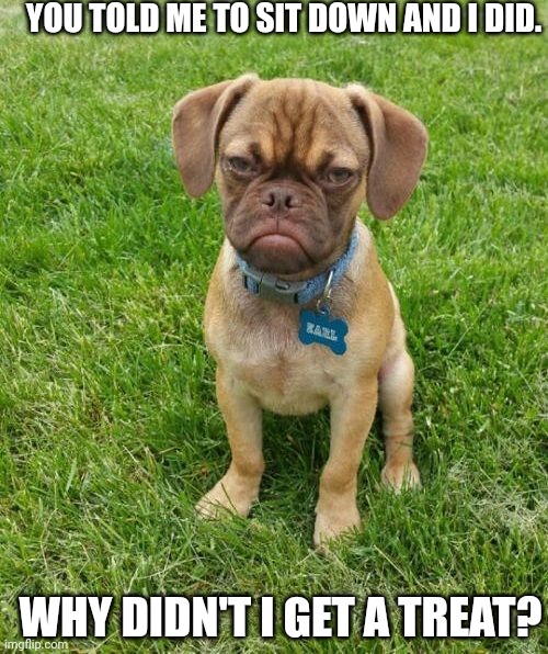 Grumpy Puppy Earl | YOU TOLD ME TO SIT DOWN AND I DID. WHY DIDN'T I GET A TREAT? | image tagged in grumpy puppy earl | made w/ Imgflip meme maker