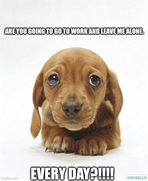sorry puppy | ARE YOU GOING TO GO TO WORK AND LEAVE ME ALONE. EVERY DAY?!!!! | image tagged in sorry puppy | made w/ Imgflip meme maker