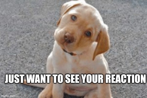 cute puppy | JUST WANT TO SEE YOUR REACTION | image tagged in cute puppy | made w/ Imgflip meme maker