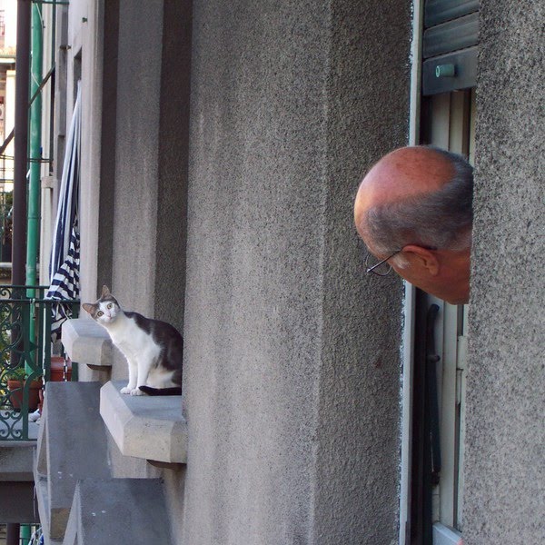image tagged in funny,cats