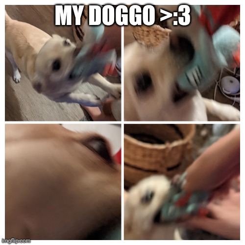 Doggo | MY DOGGO >:3 | image tagged in dog | made w/ Imgflip meme maker