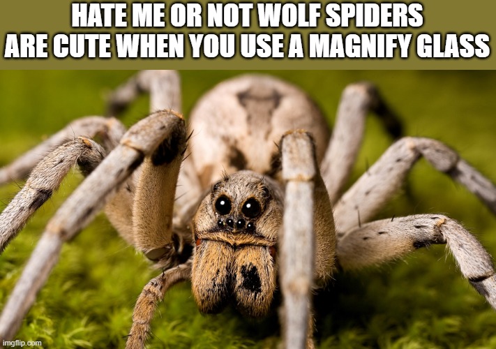 Who agrees | HATE ME OR NOT WOLF SPIDERS ARE CUTE WHEN YOU USE A MAGNIFY GLASS | made w/ Imgflip meme maker