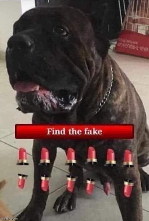 Find ! | image tagged in slippy | made w/ Imgflip meme maker