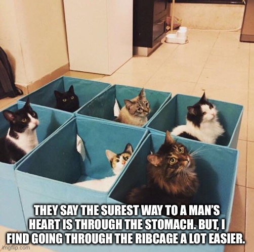 cat organizer | THEY SAY THE SUREST WAY TO A MAN’S HEART IS THROUGH THE STOMACH. BUT, I FIND GOING THROUGH THE RIBCAGE A LOT EASIER. | image tagged in cat organizer | made w/ Imgflip meme maker