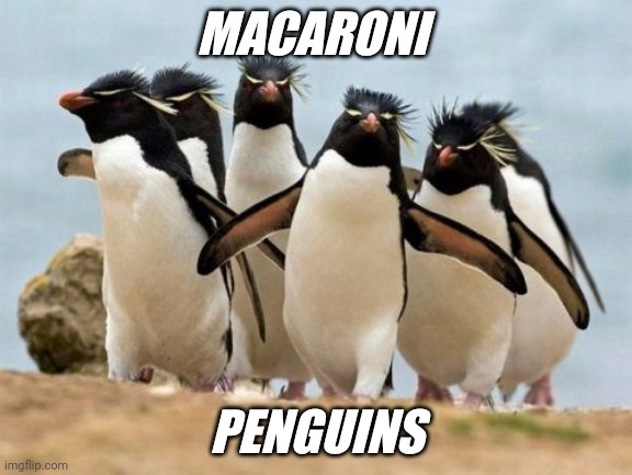 Penguin macaroni Blank Meme Template