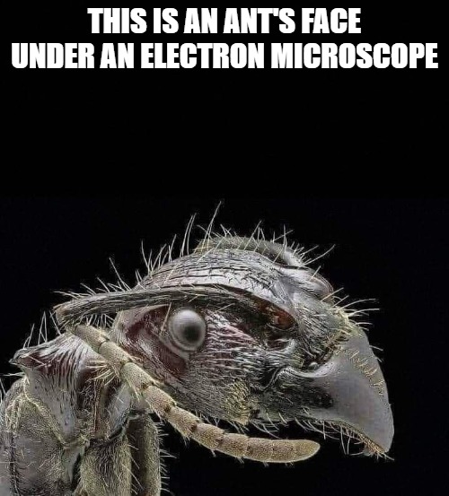 THIS IS AN ANT'S FACE UNDER AN ELECTRON MICROSCOPE | made w/ Imgflip meme maker