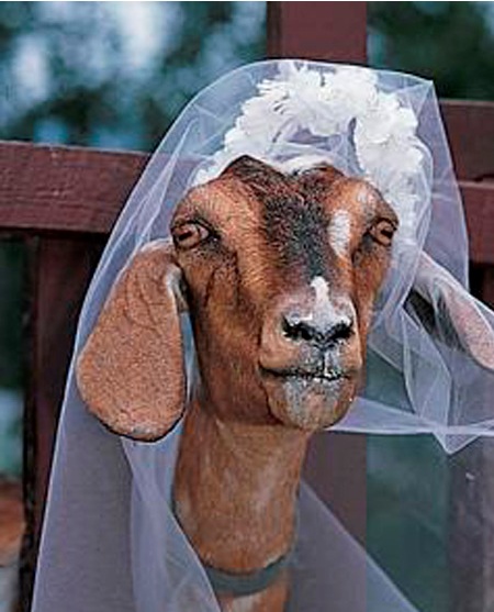 Goat bride Blank Meme Template