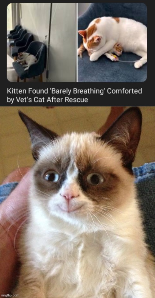 Vet's cat | image tagged in memes,grumpy cat happy,cats,cat,vet,kitten | made w/ Imgflip meme maker