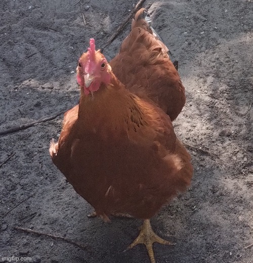My grandparents own a chicken | made w/ Imgflip meme maker