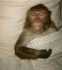 High Quality Monkey sleeping Blank Meme Template