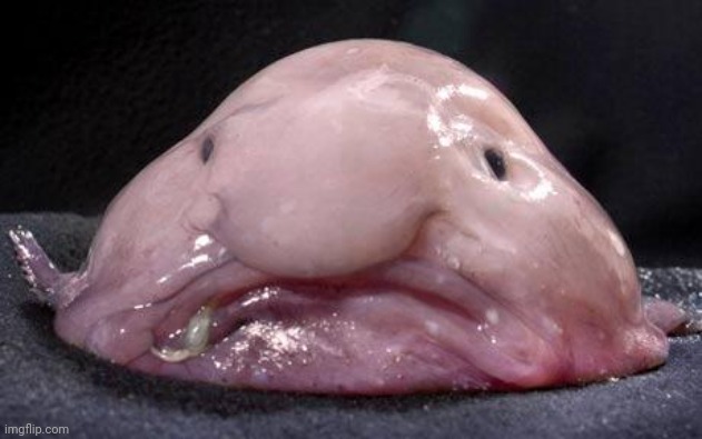 No context | image tagged in blobfish | made w/ Imgflip meme maker