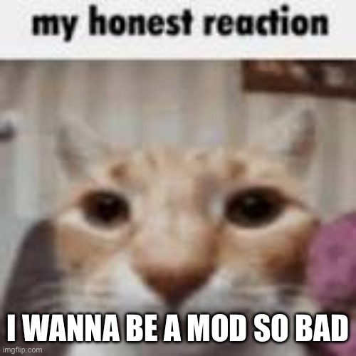 My Honest Reaction | I WANNA BE A MOD SO BAD | image tagged in my honest reaction | made w/ Imgflip meme maker