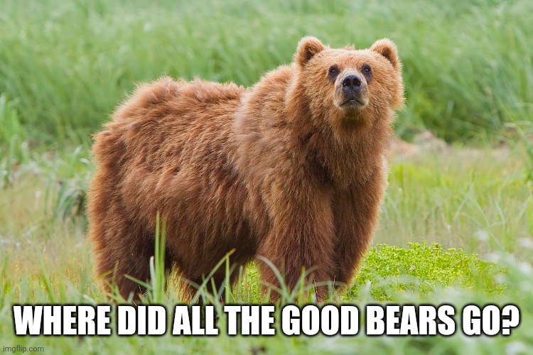 Where did all the good Bears go? | WHERE DID ALL THE GOOD BEARS GO? | image tagged in funny memes | made w/ Imgflip meme maker