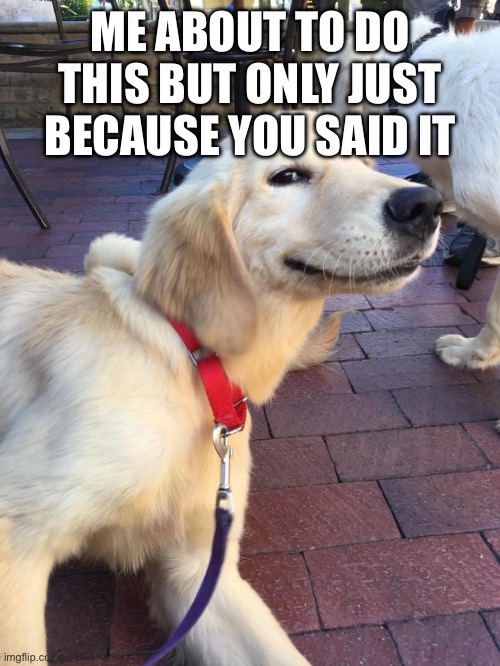 Smug Dog | ME ABOUT TO DO THIS BUT ONLY JUST BECAUSE YOU SAID IT | image tagged in smug dog | made w/ Imgflip meme maker