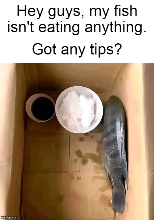 fihs | Hey guys, my fish isn't eating anything. Got any tips? | image tagged in memes,funny,fish,animals | made w/ Imgflip meme maker