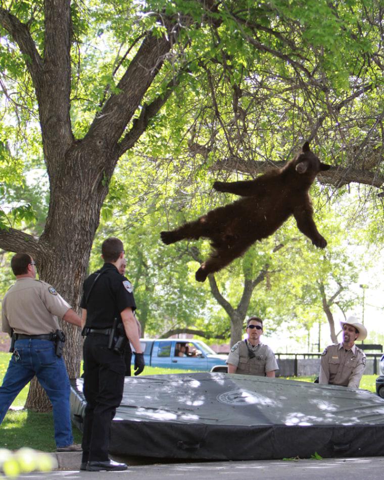 High Quality Falling bear Blank Meme Template