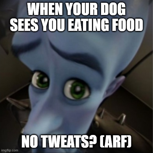 No treats? | WHEN YOUR DOG SEES YOU EATING FOOD; NO TWEATS? (ARF) | image tagged in megamind peeking | made w/ Imgflip meme maker