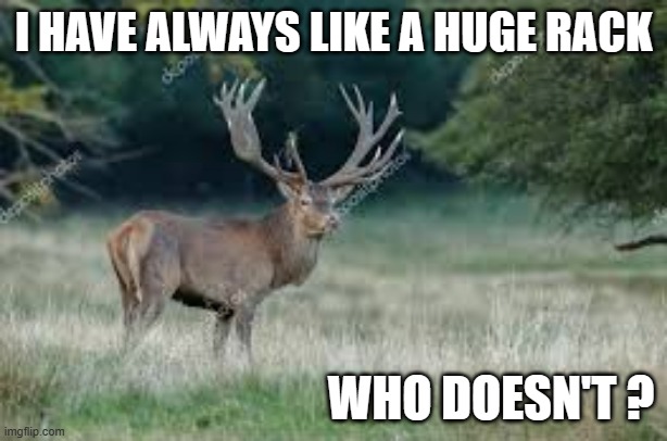 meme by Brad - I like big racks - hunting | I HAVE ALWAYS LIKE A HUGE RACK; WHO DOESN'T ? | image tagged in funny,sports,hunting,deer,funny meme,humor | made w/ Imgflip meme maker