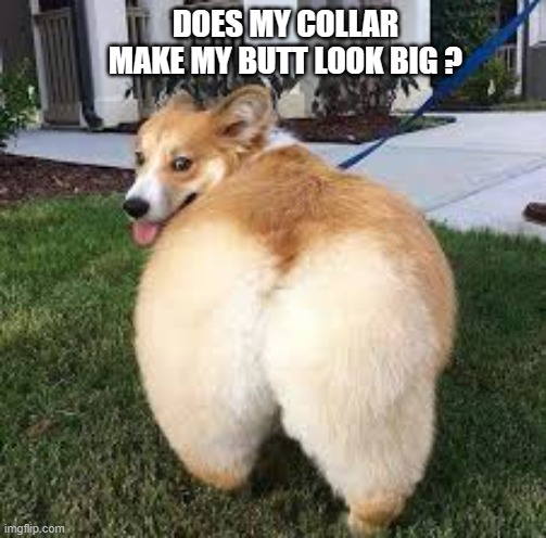 memes by Brad - dog want to know if his butt is too big | DOES MY COLLAR MAKE MY BUTT LOOK BIG ? | image tagged in funny,fun,dogs,big butts,funny meme,humor | made w/ Imgflip meme maker
