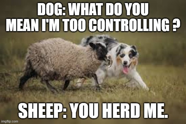 memes by Brad - does dogs butt look big? - humor | DOG: WHAT DO YOU MEAN I'M TOO CONTROLLING ? SHEEP: YOU HERD ME. | image tagged in funny,fun,bad pun dog,dogs,humor,funny meme | made w/ Imgflip meme maker