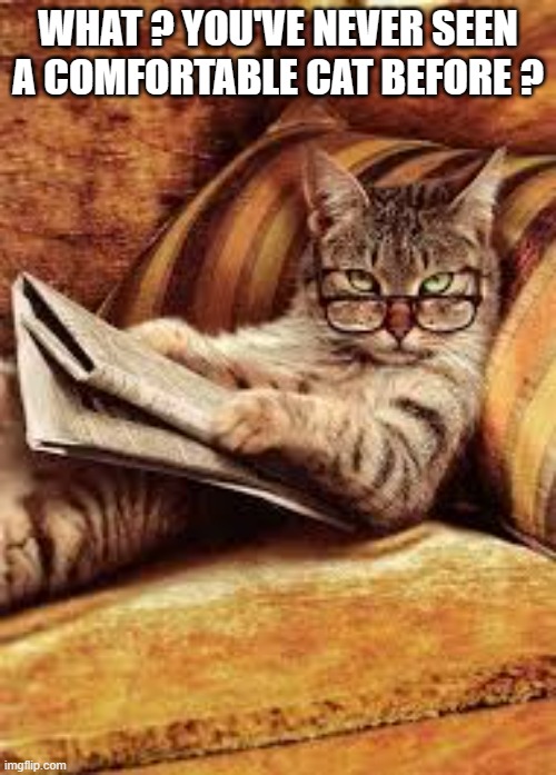 memes by Brad - cat reading a newspaper | WHAT ? YOU'VE NEVER SEEN A COMFORTABLE CAT BEFORE ? | image tagged in funny,cats,funny cat memes,humor,relaxing | made w/ Imgflip meme maker