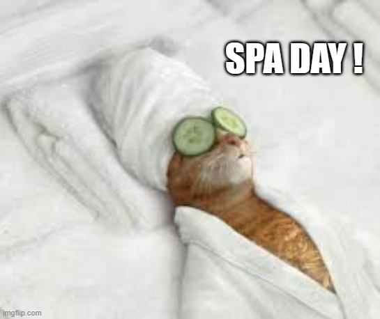 memes by Brad - cat at spa day - humor | SPA DAY ! | image tagged in funny,cats,funny cat memes,relaxing,humor | made w/ Imgflip meme maker