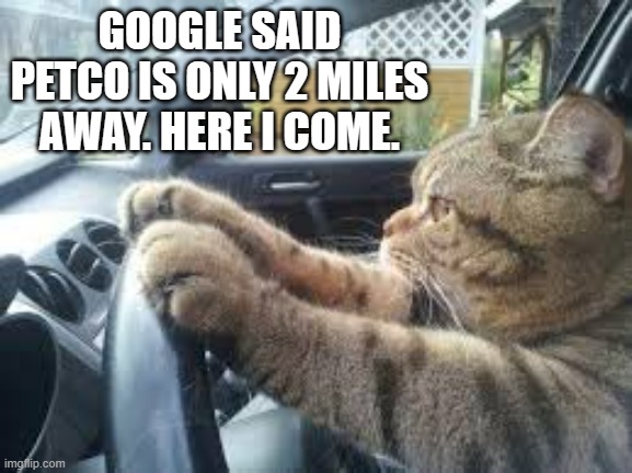 memes by Brad - cat driving to Petco | GOOGLE SAID PETCO IS ONLY 2 MILES AWAY. HERE I COME. | image tagged in funny,cats,funny cat memes,humor,kittens,cute kittens | made w/ Imgflip meme maker