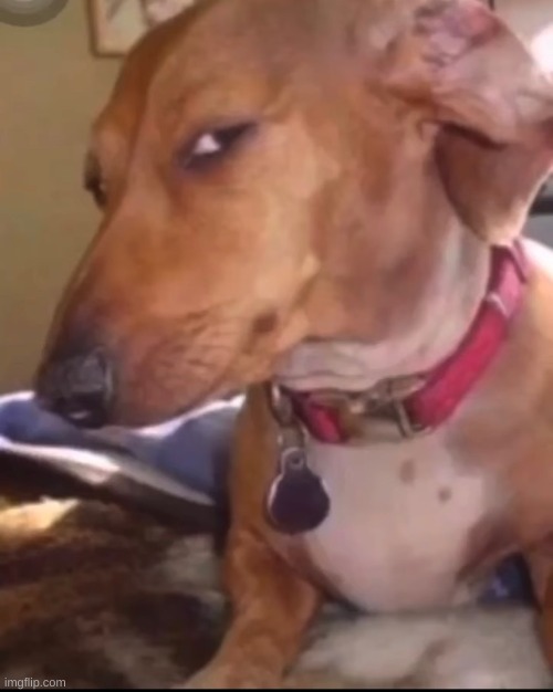 Skeptical Dog | image tagged in skeptical dog | made w/ Imgflip meme maker