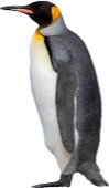 Penguin Meme Template