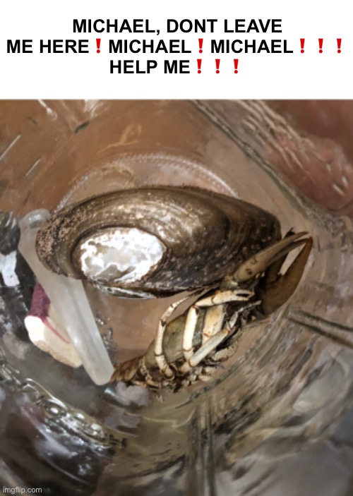 biggest shellfish ive found | MICHAEL, DONT LEAVE ME HERE❗️MICHAEL❗️MICHAEL❗️❗️❗️ HELP ME❗️❗️❗️ | made w/ Imgflip meme maker