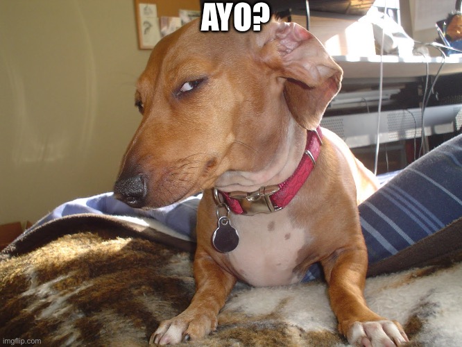 Suspicious Dog | AYO? | image tagged in suspicious dog | made w/ Imgflip meme maker