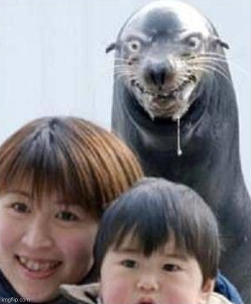 Rabid seal | image tagged in rabid seal | made w/ Imgflip meme maker