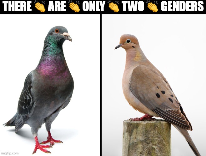 I am leaning more towards brown myself | THERE 👏 ARE 👏 ONLY 👏 TWO 👏 GENDERS | image tagged in genders,doves,funny,birds,lgbt,meme | made w/ Imgflip meme maker