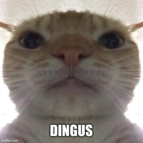 Staring Cat/Gusic | DINGUS | image tagged in staring cat/gusic | made w/ Imgflip meme maker